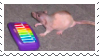 Neil the rat playing xylophone